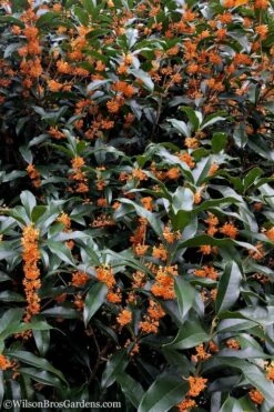 Fragrant Orange Tea Olive - Osmanthus Fragrans Aurantiacus - 1 Gallon Pot -Plant Serie Store tea olive orange 103