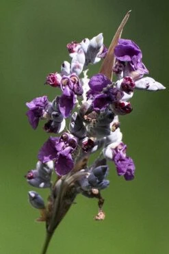 Powdery Alligator Flag (Thalia Dealbata) - 3 Gallon Pot -Plant Serie Store thalia dealbata powdery alligator flag 1