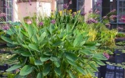Powdery Alligator Flag (Thalia Dealbata) - 3 Gallon Pot -Plant Serie Store thalia dealbata powdery alligator flag 13