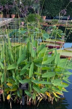Powdery Alligator Flag (Thalia Dealbata) - 3 Gallon Pot -Plant Serie Store thalia dealbata powdery alligator flag 2