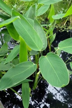 Powdery Alligator Flag (Thalia Dealbata) - 3 Gallon Pot -Plant Serie Store thalia dealbata powdery alligator flag 3
