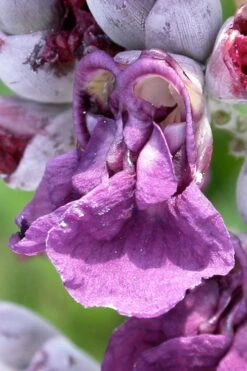 Powdery Alligator Flag (Thalia Dealbata) - 3 Gallon Pot -Plant Serie Store thalia dealbata powdery alligator flag 7