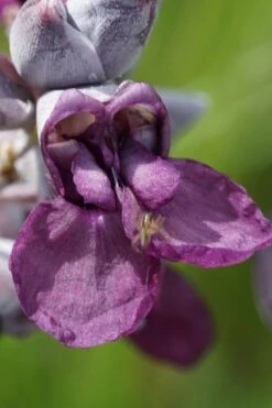 Powdery Alligator Flag (Thalia Dealbata) - 3 Gallon Pot -Plant Serie Store thalia dealbata powdery alligator flag 9