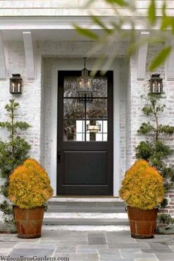 Fire Chief Arborvitae - 2 Gallon Pot -Plant Serie Store thuja fire chief arborvitae 104