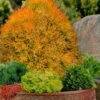 Fire Chief Arborvitae - 1 Gallon Pot 2 Fire Chief Arborvitae - 1 Gallon Pot -Plant Serie Store thuja fire chief arborvitae 106 1