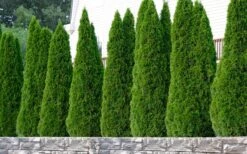 Emerald Green Arborvitae - 6 Pack Of 1 Gallon Pots -Plant Serie Store thuja occidentalis emerald green arborvitae 102