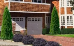 Emerald Green Arborvitae - 6 Pack Of 1 Gallon Pots -Plant Serie Store thuja occidentalis emerald green arborvitae 106