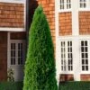 Emerald Green Arborvitae - 6 Pack Of 1 Gallon Pots -Plant Serie Store thuja occidentalis emerald green arborvitae 107