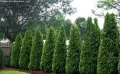 Emerald Green Arborvitae - 6 Pack Of 1 Gallon Pots -Plant Serie Store thuja occidentalis emerald green arborvitae 109
