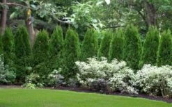 Emerald Green Arborvitae - 6 Pack Of 1 Gallon Pots -Plant Serie Store thuja occidentalis emerald green arborvitae 110