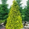 Sunshine Arborvitae (Thuja) - 1 Gallon Pot -Plant Serie Store thuja plicata sunshine arborvitae 2