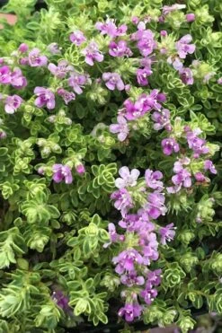 Highland Cream Creeping Thyme - 5 Pack Of Quart Pots -Plant Serie Store thyme highland cream 500x750 1