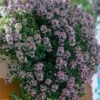 Doone Valley Thyme - 6 Pack Of Pink Pots 2 Doone Valley Thyme - 6 Pack Of Pink Pots -Plant Serie Store thymus citriodorus doon valley 1