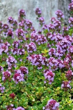 Doone Valley Thyme - 6 Pack Of Pink Pots -Plant Serie Store thymus citriodorus doone valley 3