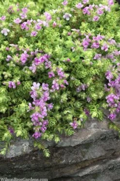 Highland Cream Creeping Thyme - 5 Pack Of Quart Pots -Plant Serie Store thymus praecox highland creeping thyme 1
