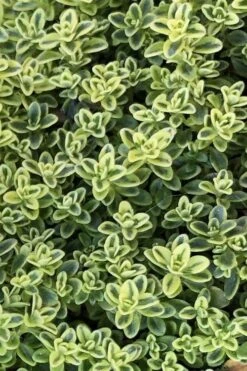 Highland Cream Creeping Thyme - 5 Pack Of Quart Pots -Plant Serie Store thymus praecox highland creeping thyme 4
