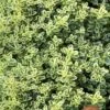 Highland Cream Creeping Thyme - 5 Pack Of Quart Pots 1 Highland Cream Creeping Thyme - 5 Pack Of Quart Pots -Plant Serie Store thymus praecox highland creeping thyme 6