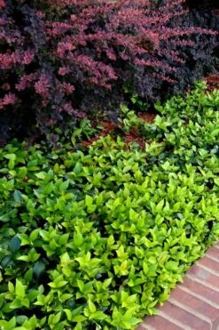 Asian Jasmine - Asiatic Jasmine - 6 Pack Of Pint Pots -Plant Serie Store trachelospermum asiaticum asian jasmine 2