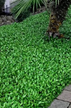 Asian Jasmine - Asiatic Jasmine - 6 Pack Of Pint Pots -Plant Serie Store trachelospermum asiaticum asian jasmine 3