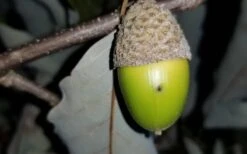 Chestnut Oak Tree (Quercus Prinus) - 1 Gallon Pot -Plant Serie Store tree oak 20chestnut 2 800x500 1