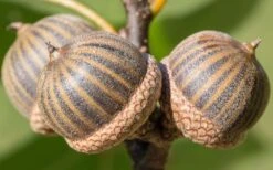 Pin Oak Tree (Quercus Palustris) - 3 Pack Of 1.5 Quart Pots -Plant Serie Store tree oak pin 3 800x500 3