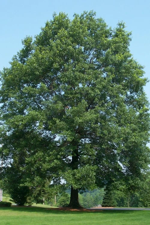 Pin Oak Tree (Quercus Palustris) - 1 Gallon Pot 7 Pin Oak Tree (Quercus Palustris) - 1 Gallon Pot - Image 5