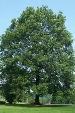 Pin Oak Tree (Quercus Palustris) - 3 Gallon Pot -Plant Serie Store tree oak pin 500x750 2