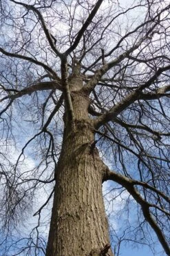 Willow Oak Tree (Quercus Phellos) - 1 Gallon Pot -Plant Serie Store tree oak willow 500x750 1