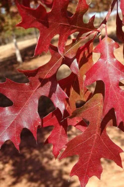 Nuttall Oak Tree (Quercus Nuttallii) - 3 Gallon Pot -Plant Serie Store tree oaknutall 5 500x750 1