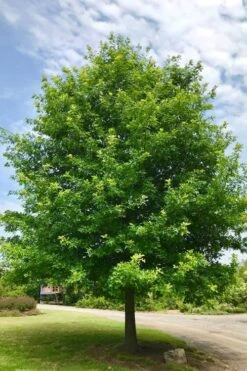 Nuttall Oak Tree (Quercus Nuttallii) - 3 Gallon Pot -Plant Serie Store tree oaknutall 500x750 1