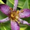 Sunny Spirit Toad Lily (Tricyrtis Formosana) - 1 Gallon Pot -Plant Serie Store tricyrtis formosana sunny spirit toad lily 1