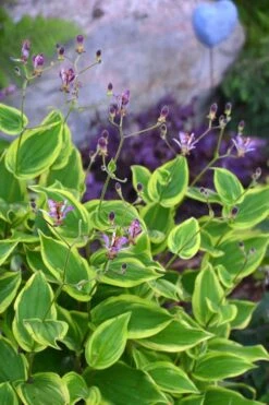 Sunny Spirit Toad Lily (Tricyrtis Formosana) - 1 Gallon Pot -Plant Serie Store tricyrtis formosana sunny spirit toad lily 3