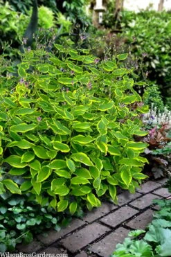 Sunny Spirit Toad Lily (Tricyrtis Formosana) - 1 Gallon Pot -Plant Serie Store tricyrtis formosana sunny spirit toad lily 4