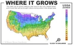 Niobe Clematis - 1 Gallon Pot -Plant Serie Store usda zone map 3