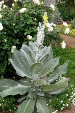 Giant Silver Mullien (Verbascum Bombyciferum) - 1 Gallon Pot -Plant Serie Store verbascum bombyciferum giant silver mullien 2