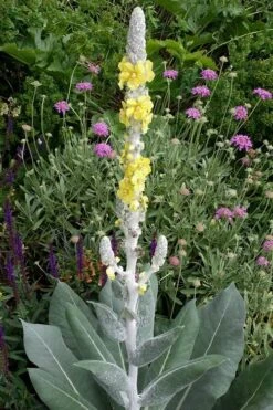Giant Silver Mullien (Verbascum Bombyciferum) - 1 Gallon Pot -Plant Serie Store verbascum bombyciferum giant silver mullien 3