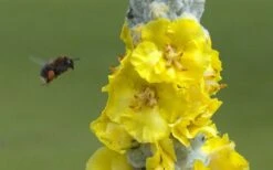 Giant Silver Mullien (Verbascum Bombyciferum) - 1 Gallon Pot -Plant Serie Store verbascum bombyciferum giant silver mullien 7