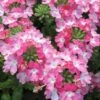 EnduraScape Pink Fizz Verbena - 5 Pack Of Pint Pots -Plant Serie Store verbena endurascape pink fizz 1