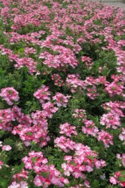 EnduraScape Pink Fizz Verbena - 5 Pack Of Pint Pots -Plant Serie Store verbena endurascape pink fizz 2