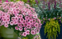 EnduraScape Pink Fizz Verbena - 5 Pack Of Pint Pots -Plant Serie Store verbena endurascape pink fizz 3