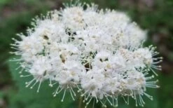 Maple Leaf Viburnum - 3 Pack Of 1.5 Quart Pots -Plant Serie Store viburnum acerifolium maple leaf 15