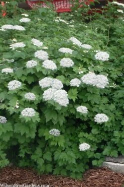 Maple Leaf Viburnum - 3 Pack Of 1.5 Quart Pots -Plant Serie Store viburnum acerifolium maple leaf 16