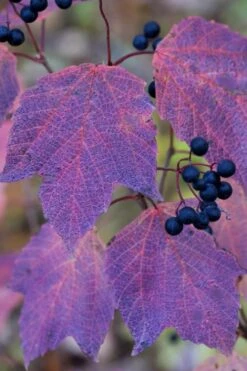 Maple Leaf Viburnum - 3 Pack Of 1.5 Quart Pots -Plant Serie Store viburnum acerifolium maple leaf 3