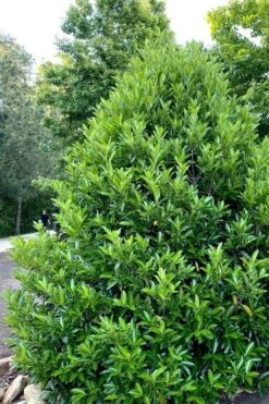 Mirror Leaf Sweet Viburnum - 1 Gallon Pot 10 Mirror Leaf Sweet Viburnum - 1 Gallon Pot -Plant Serie Store viburnum awabuki chindo 3 2