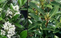 Mirror Leaf Sweet Viburnum - 1 Gallon Pot 11 Mirror Leaf Sweet Viburnum - 1 Gallon Pot -Plant Serie Store viburnum awabuki chindo 4 2