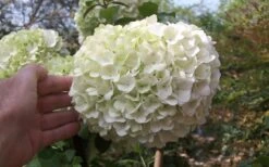 Chinese Snowball Viburnum Bush - 7 Gallon Pot (2-3') -Plant Serie Store viburnum chinese snowball bloom white 1
