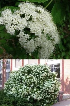 Arrowwood Viburnum - 3 Gallon Pot -Plant Serie Store viburnum dentatum arrowwood 3