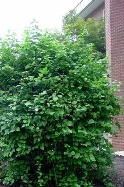 Arrowwood Viburnum - 3 Gallon Pot -Plant Serie Store viburnum dentatum arrowwood 7