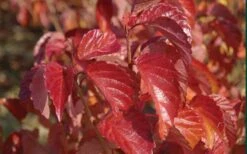 Arrowwood Viburnum - 3 Gallon Pot -Plant Serie Store viburnum dentatum arrowwood 9