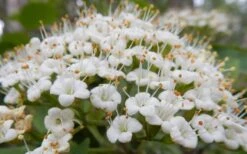 Mohican Arrowwood Viburnum - 6 Gallon Pot (4-5') 17 Mohican Arrowwood Viburnum - 6 Gallon Pot (4-5') -Plant Serie Store viburnum lantana mohican 1